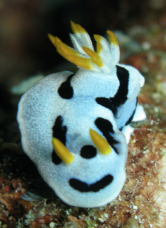  Chromodoris dianae (Sea Slug)